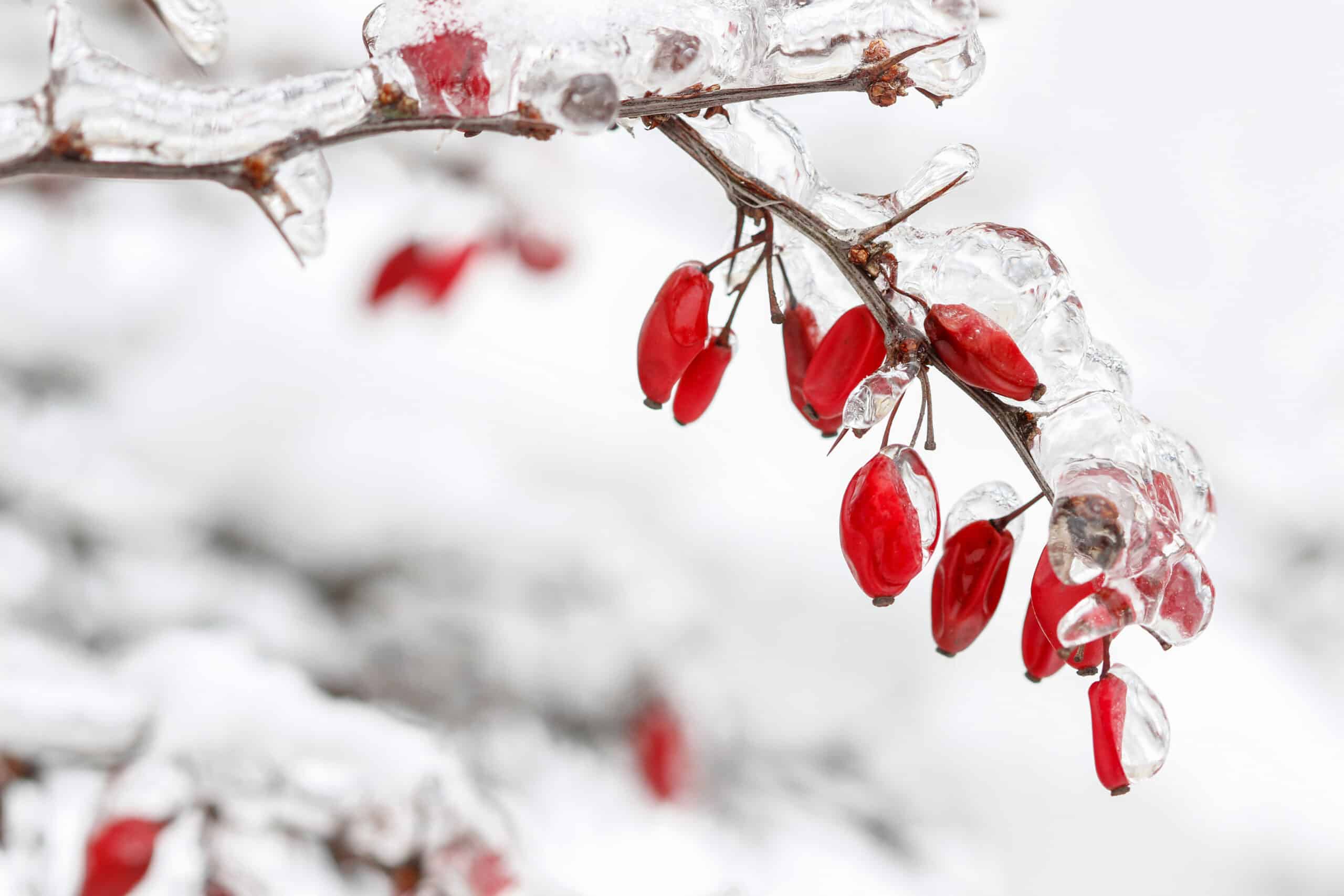 winter landscaping