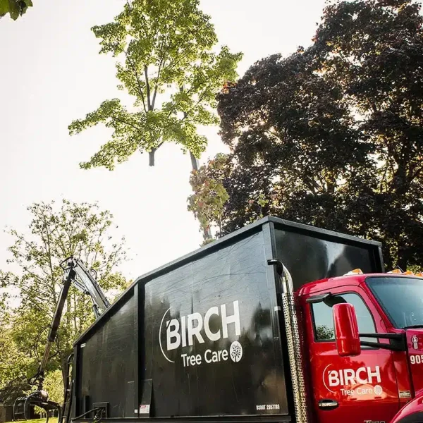 birch+tree+care+tree+removal+truck